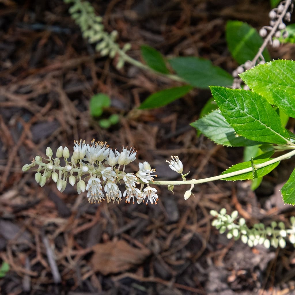 Sweet Pepperbush (Clethra alnifoila)