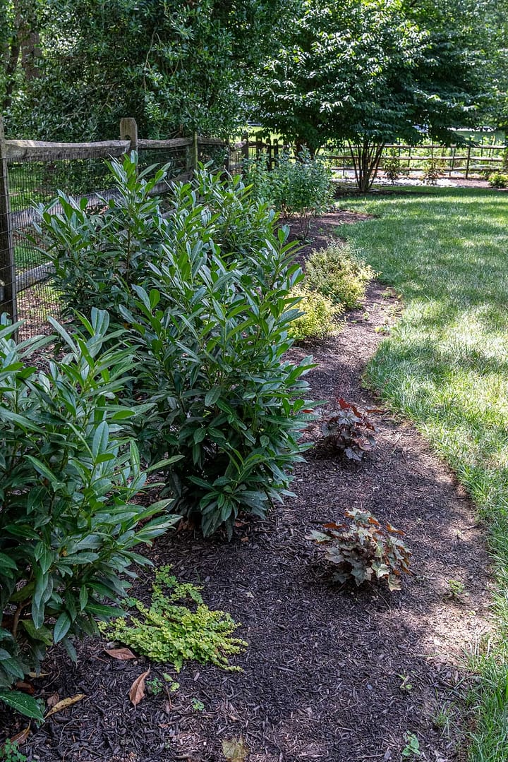 Plants down fence line